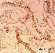 Arthrospores bicellulaires ,brunes (souche isole d'ongle)